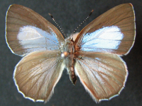 Philiris innotatus - Adult